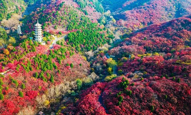 Aerial photo taken on November 1, 2021 shows the autumn scenery at a scenic area in Jinan, east China's Shandong Province. (Photo by Xinhua News Agency/Rex Features/Shutterstock)