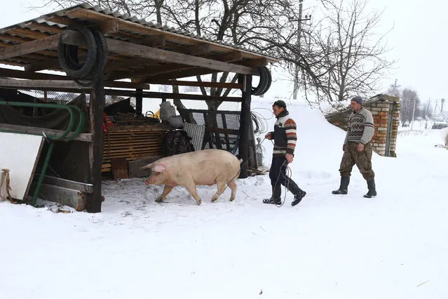 Vladimir Krivenchik and Nikolay Skidan (R), hunters, walk a pig to slaughter, at their house in the village of Khrapkovo, Belarus February 3, 2017. (Photo by Vasily Fedosenko/Reuters)