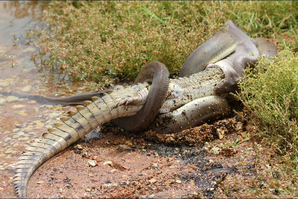 Python Meets a Crocodile See what Happened Next