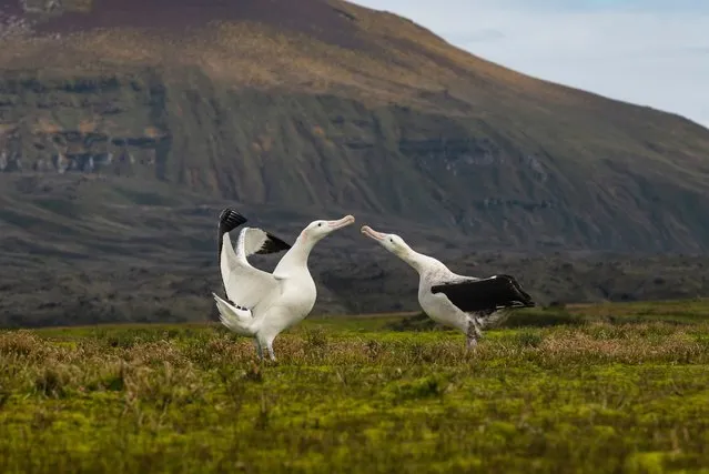 This undated photos shows two wandering albatrosses on Marion Island, part of the Prince Edwards Islands, a South African territory in the southern Indian Ocean near Antarctica. Mice that were brought by mistake to a remote island near Antarctica 200 years ago are breeding out of control because of climate change, eating seabirds and causing major harm in a special nature reserve with “unique biodiversity”. Now conservationists are planning a mass extermination using helicopters and hundreds of tons of rodent poison. (Photo by Anton Wolfaardt via AP Photo)