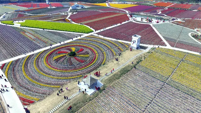 An aerial view of large scale tulip farming in Chaya Mountain of Suiping County on March 31, 2016 in Zhumadian, Henan Province of China. (Photo by VCG/VCG via Getty Images)