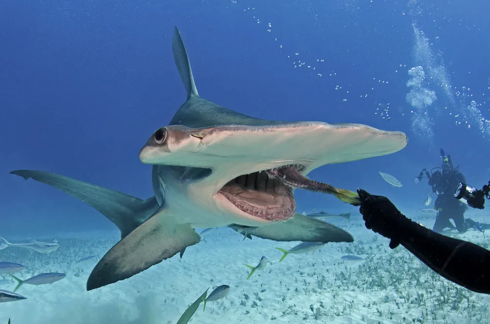 Free Diving with Hammerhead Shark