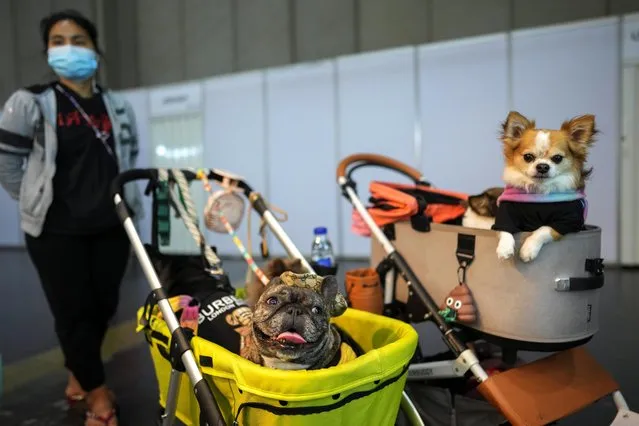 Dogs inside prams stick out their heads, at the annual Pet Expo 2021 in Bangkok, Thailand, November 25, 2021. (Photo by Athit Perawongmetha/Reuters)