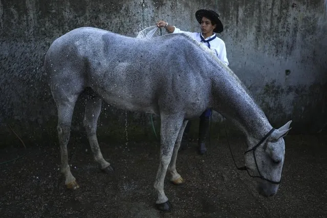 A gaucho or South American cowboy bathes a horse during the Criolla Week rodeo festival, in Montevideo, Uruguay, Tuesday, March 26, 2024. The rodeo has been a Holy Week tradition since 1925. (Photo by Matilde Campodonico/AP Photo)