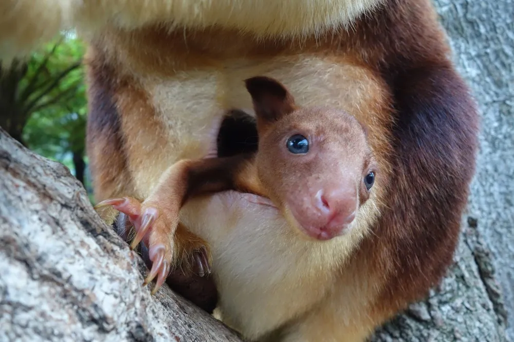 Taronga Zoo Welcomes Baby Tree Kangaroo