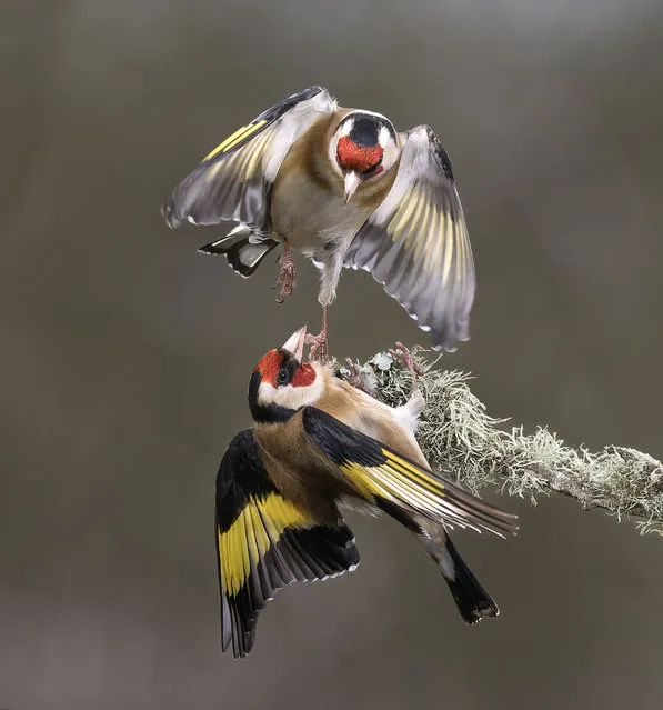 Goldfinch v Goldfinch. Mid air battles between garden birds captured by Lee O'Dwyer in his garden in Lytham, Lancs in the second decade of April 2024. (Photo by Animal News Agency)