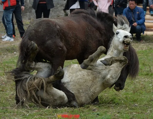 Horse Fighting In China