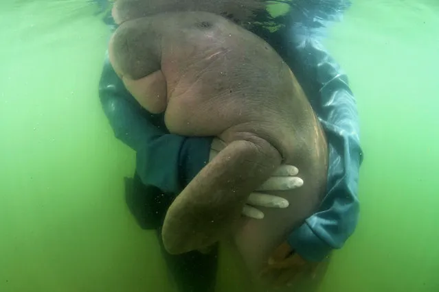 This picture taken on May 24, 2019 shows Mariam the dugong as she is cared for by park officials and veterinarians from the Phuket Marine Biological Centre on Libong island, Trang province in southern Thailand. An orphaned baby dugong rescued off a beach in Krabi province is Thailand's newest star, capturing the hearts of millions on social media and igniting an awarness for ocean conservation as authorities hand-raise the young mammal. (Photo by Sirachai Sirachai Arunrugstichai/AFP Photo)