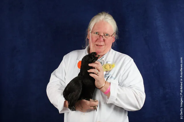 Ky Thurland, from North Wales, holds her 18 month old Rumpless Tufted Araucana Bantam