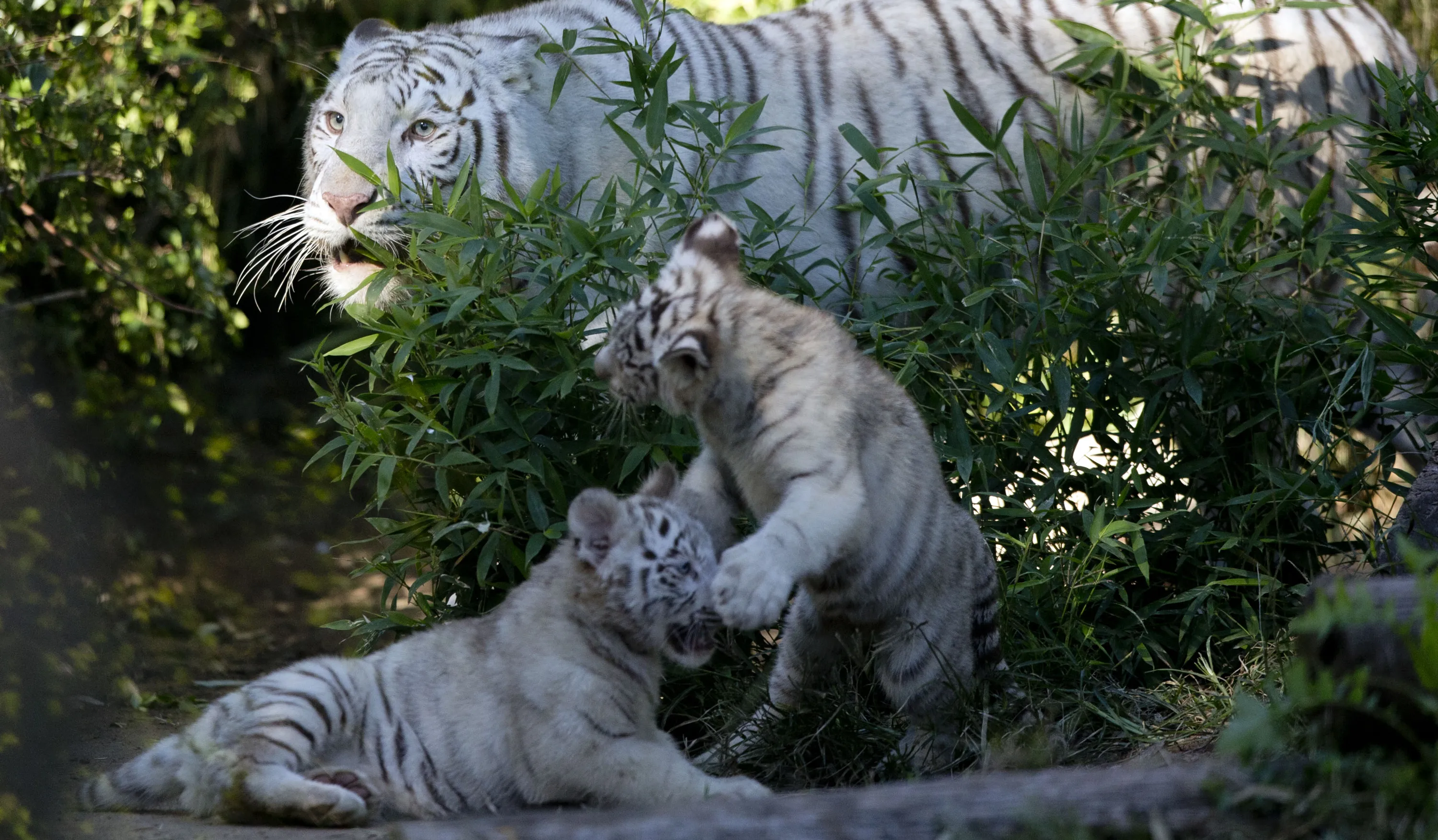 Пробуждение тигра. Белый тигр и тигрица с тигрятами. Белый тигр и бенгальский тигр. Амурский тигр белый. Белый тигр с тигренком.