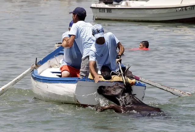 A bull is rescued by men on a boat to tow it to safety during the “Bous a la Mar” festival in the eastern Spanish coastal town of Denia, Spain, July 6, 2015. (Photo by Heino Kalis/Reuters)