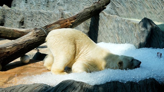 A polar bear cools down in ice that was brought to its enclosure on a hot and sunny day at the Prague zoo, Czech Republic, Wednesday, July 10, 2024. (Photo by Petr David Josek/AP Photo)