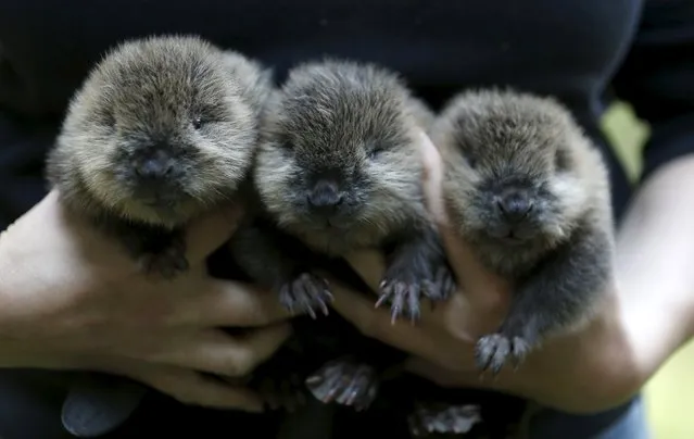 A zookeeper holds three new born beavers at an enclosure at the zoo in Wuppertal, Germany July 23, 2015. The beavers were born on July 21, 2015 in the zoo, officials said. (Photo by Ina Fassbender/Reuters)