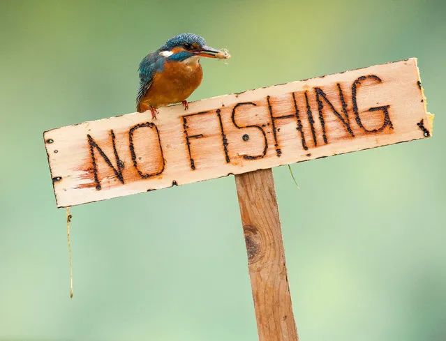 A kingfisher perches upon a “No Fishing” sign on December 15, 2014 in Alicante, Spain. A rebellious kingfisher ignores a “No Fishing” sign as she plunges into a pond in Alicante, southern Spain. On this occasion the brightly-coloured bird failed to catch any fish, emerging instead with a wriggling dragonfly larvae. The female's beautiful plumage was captured on camera by Spain-based macro photographer Nicolas Reusens. (Photo by Nicolas Reusens/Barcroft USA)