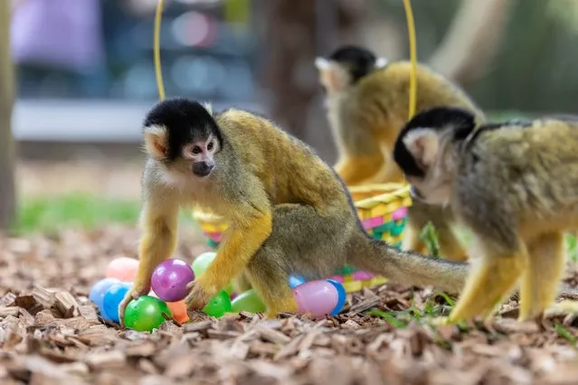 Bolivian squirrel monkeys enjoy some Easter enrichment at the Chessington World of Adventures Zoo on April 14, 2022. With families across the UK making the most of the long Easter bank holiday weekend, and millions tucking into their Easter eggs, the expert zoo team at Chessington World of Adventures Zoo are making sure the animals don'tfeel left out and have been coming up with some egg-cellent enrichment for the Resort's inhabitants. (Photo by Mark Field/PinPep/Rex Features/Shutterstock)