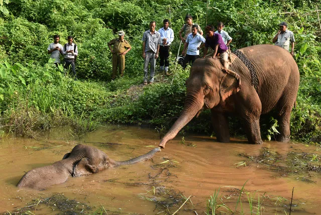 Forest officials use a tame elephant as they try to rescue an injured elephant who fell into a pond at the Amchang Wildlife Sanctuary on the outskirts of Guwahati, India May 25, 2017. (Photo by Anuwar Hazarika/Reuters)