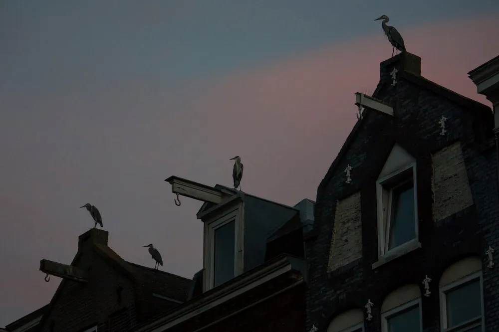 The Urban Herons of Amsterdam