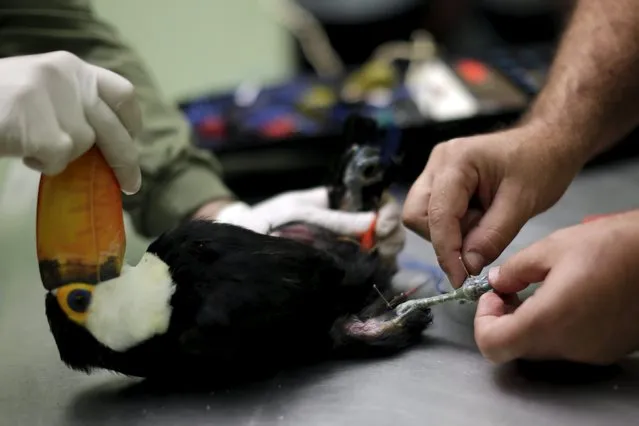 A toucan that has a fractured leg receives electroacupuncture treatment at the veterinary hospital in Brasilia Zoo, July 30, 2015. (Photo by Ueslei Marcelino/Reuters)