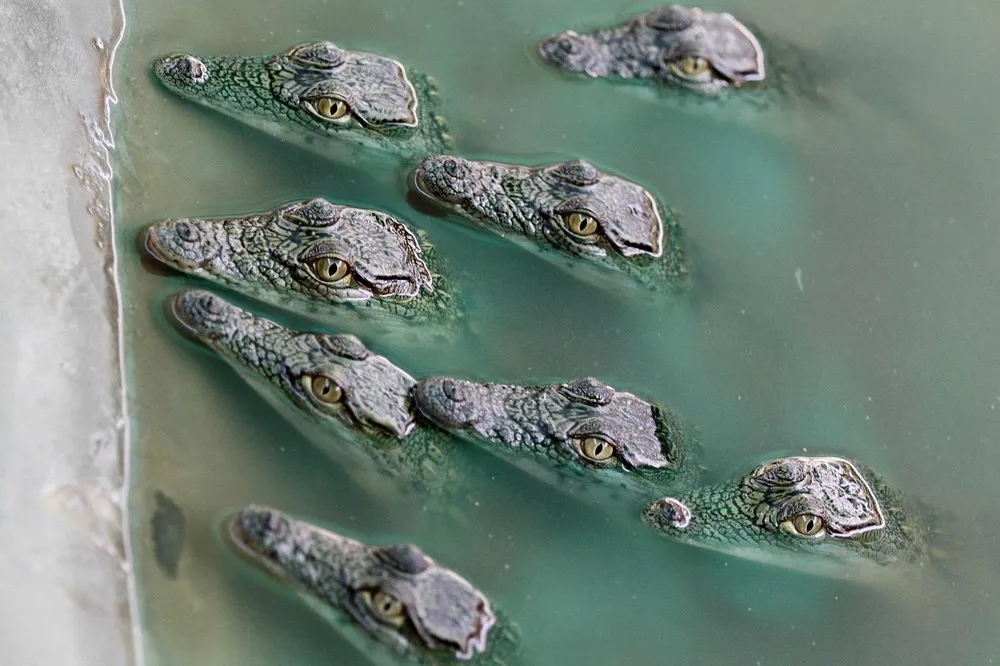 Simply Some Photos: Animals