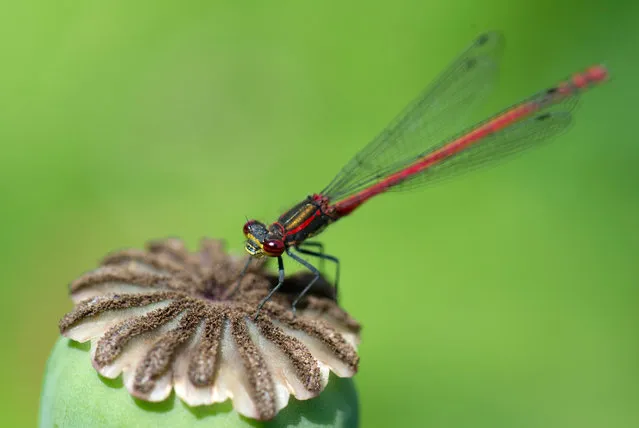 A Large Red Damselfly sits on the boll of a poppy near Ludwigsburg, southern Germany, on June 6, 2016. (Photo by Thomas Kienzle/AFP Photo)