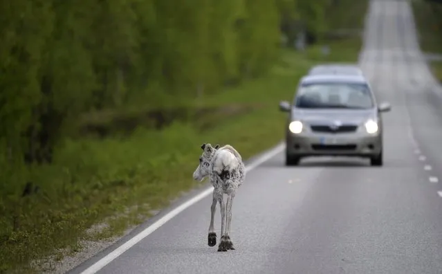 In this picture taken June 10, 2012, a reindeer walks on the road at Ranua, Finland. Finnish reindeer herders launch app to cut road kills in northern Arctic where 300,000 reindeer regularly roam freely. (Photo by Martti Kainulainen/ Lehtikuva via AP Photo)