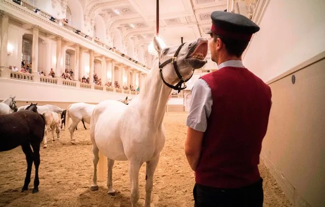A horse interacts with a stud master during a program called “Piber meets Vienna 2017” at the famous Spanish Horse Riding School at the Hofburg palace in Vienna, Austria on July 5, 2017. (Photo by  Joe Klamar/AFP Photo)