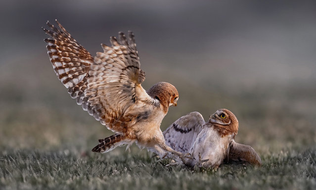 A burrowing owlet pins down its sibling during a squabble near Fontana airport in California in the last decade of September 2024. (Photo by Sarah X./Solent News)