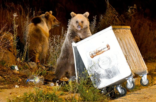 Brown bears look for food in garbage cans in the evening hours on September 27, 2024 in Sarikamis district of Kars, Turkiye. In the Sarikamis district, at an altitude of 2,150 meters, covered with Scots pine forests, where the world's only migratory brown bears live, the bears come down to the district from time to time to look for food. (Photo by Huseyin Demirci/Anadolu via Getty Images)