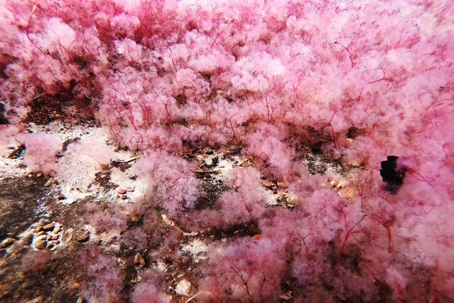 Photograph of the aquatic algae called “macarenias” –Rhyncholacis clavigera – that remain under the water of a river and give a pink color to the waters, in the rural area of San Jose de Guaviare, Colombia, 29 September 2021. The Colombian department of Guaviare, located at the confluence of the Orinoquia with the Amazon, found in nature tourism a way to open up horizons of progress and leave behind a past of violence due to the armed conflict. Thanks to the push of the locals and the support of the Government, European and Japanese tourists have begun to come to Guaviare attracted by unique experiences of its fascinating biodiversity, crystal clear water wells, majestic waterfalls and colorful rivers, beauties that were previously covered by the eyes of the world for the conflict. (Photo by Carlos Ortega/EPA/EFE)