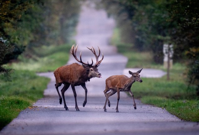 A stag follows a hind over a road in a forest of the Taurus region near Frankfurt, Germany, as rutting times slowly comes to an end, Friday, October 11, 2024. (Photo by Michael Probst/AP Photo)