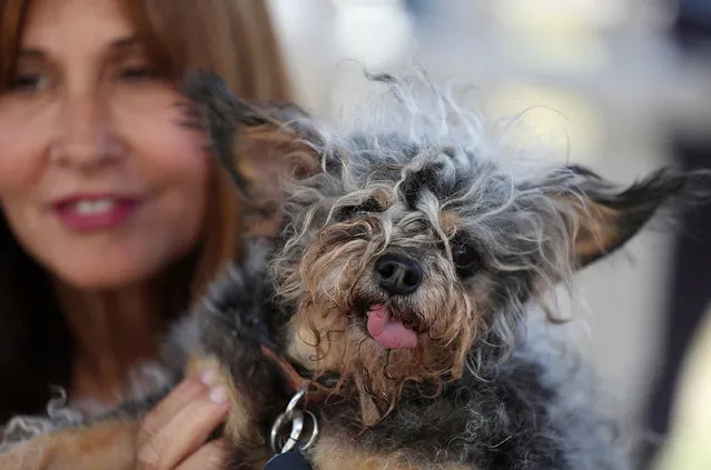 Yvonne Morones of Santa Rosa, California, holds her dog Scamp during the 2016 World's Ugliest Dog contest at the Sonoma-Marin Fair on June 24, 2016 in Petaluma, California. Sweepee Rambo, a blind Chinese Crested dog, won the annual World's Ugliest Dog contest. (Photo by Justin Sullivan/Getty Images)
