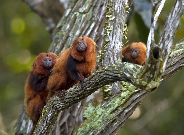A group of golden lion tamarins is seen in a tree during an observation tour at a private partner property of the golden lion tamarin ecological park, in the Atlantic Forest region of Silva Jardim, Rio de Janeiro state, Brazil, Thursday, June 16, 2022. The park is part of the golden lion tamarin association's effort for the conservation of the endangered species. (Photo by Bruna Prado/AP Photo)