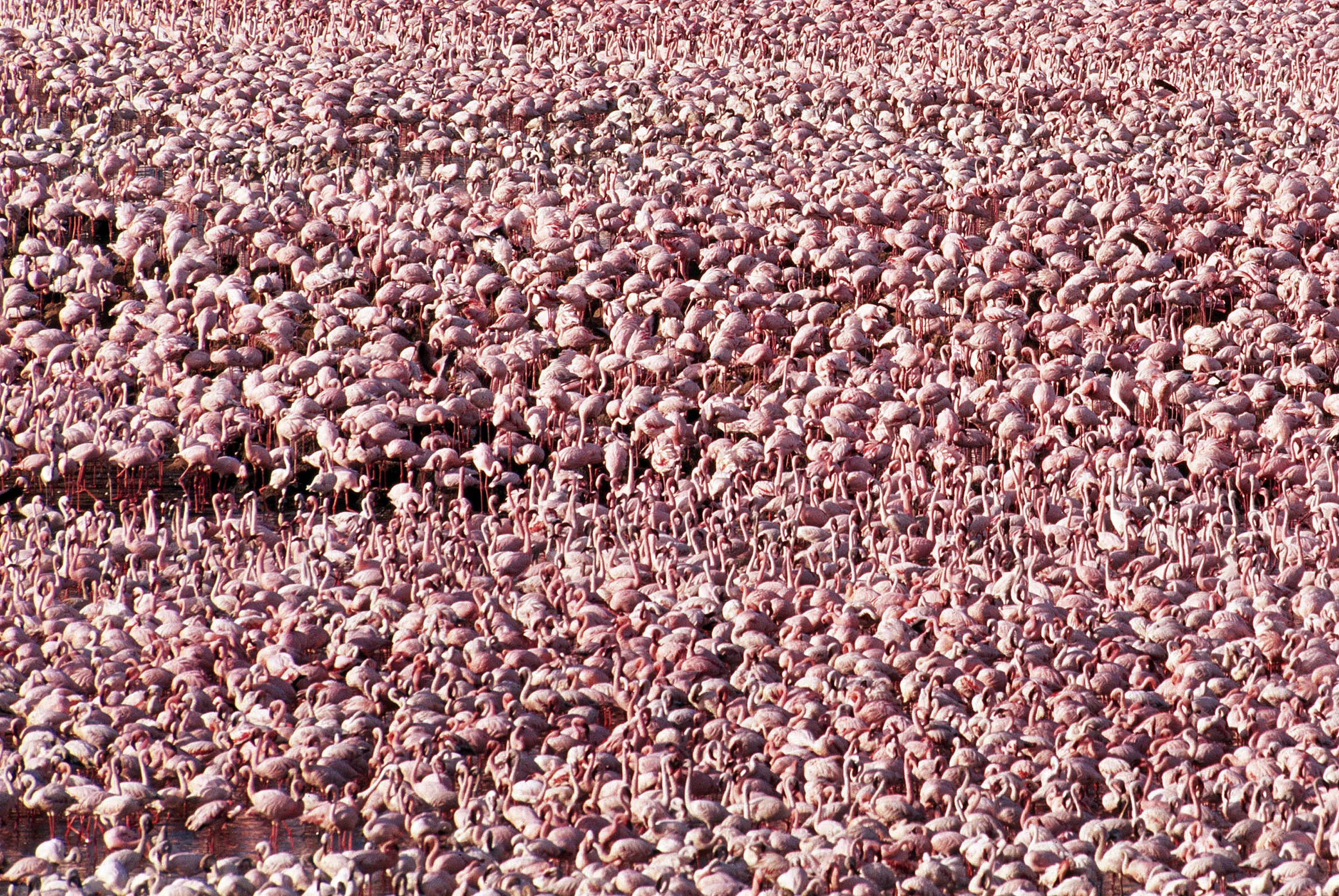 Скопление живых организмов. Миграция розовых Фламинго. Миграция Фламинго. Скопления животных. Колония Фламинго.