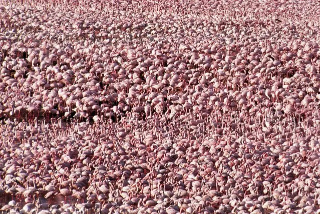 A huge flock of flamingos in Kenya, East Africa. (Photo by Ferrero-Labat/Ardea/Caters News)
