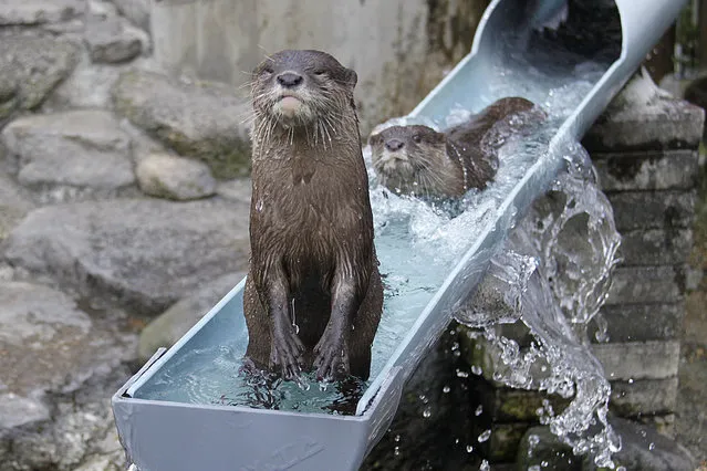A river otter stands up after hitting the waterslide while another one follows at Ichikawa Zoological and Botanical Garden in Ichikawa, east of Tokyo, Wednesday, July 30, 2014. Playful otters spend their time swimming and playing in the waterslide that was built two years ago in commemoration of the 25th anniversary of the zoo for the mammals to beat the summer heat. (Photo by Koji Ueda/AP Photo)