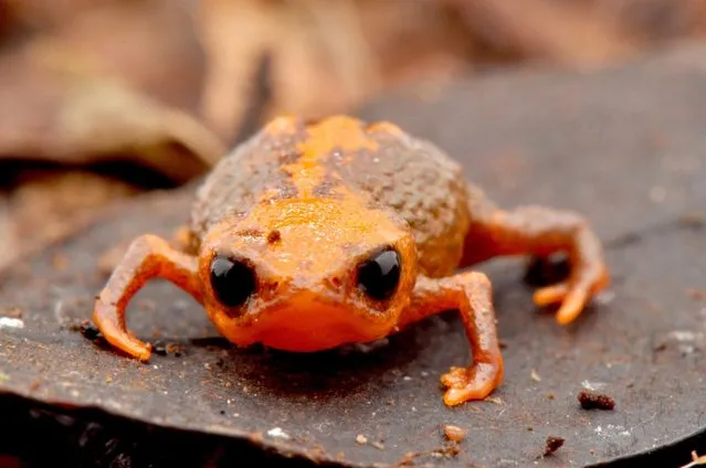 A handout picture dated on 28 January 2015 and released on 13 August 2015 by the Grupo Boticario Foundation in Serra do Quiriri, part of the southern  state of Santa Catarina, Brazil. A group of Brazilian researchers discovered a new species of tiny toad, which is characterized by measuring just over a centimeter and considered threatened by extinction and whose habitat is confined to a mountainous region in the southern state. 