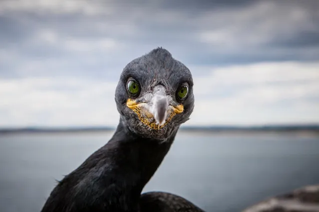 The piercing green eyes of a shag on the Farne Islands in Northumberland. The islands are home to 23 different species of birds such as shags, guillemots, puffins, kittiwakes and terns. (Photo by Rose + Sjölander/Greenpeace)