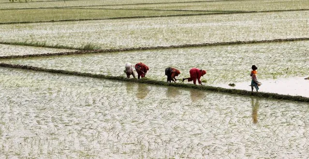 Women plant rice in a field outside Lahore, Pakistan July 12, 2016. (Photo by Caren Firouz/Reuters)