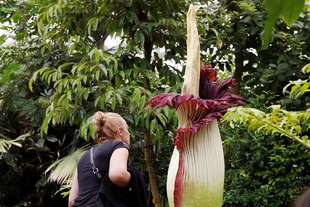A visitor looks at a Titan Arum (Amorphophallus titanum), one of the world's largest and rare tropical flowers, native to Sumatra, at the Botanic Garden in Meise near Brussels, Belgium, July 28, 2016. (Photo by Francois Lenoir/Reuters)