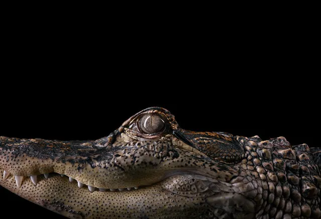 Alligator. (Photo by Brad Wilson)