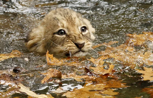 An eight-week-old female lion cub swims through fall leaves during a swim test at the National Zoo in Washington, Tuesday, October 26, 2010. The test was to make sure the four cubs will be safe around the water feature when they are put on public display, which is  expected to take place in late December. The test was very successful according to the lion keepers. (Photo by Jacquelyn Martin/AP Photo)