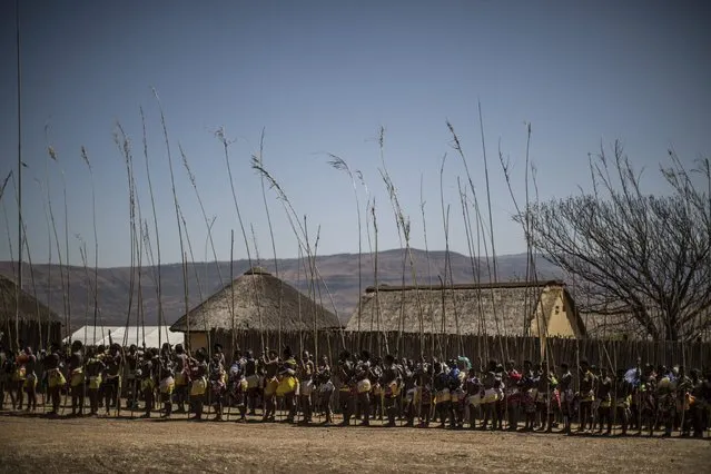 Ceremonial reeds are carried by South African maidens during the Reed Dance ceremony on September 5, 2014 at the eNyokeni Royal Palace in Nongoma in the KwaZulu-Natal region, during the 13th anniversary of the Reed Dance (uMkhosi woMhlanga) celebrated by the Zulu King, Goodwill Zwelithin. (Photo by Marco Longari/AFP Photo)