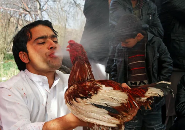 An Afghan sprays water on a rooster after the rooster fight in Herat, Afghanistan, 06 February 2015. Gamblers sometimes bet up to 500 Euros per fight. A system similar to boxing is used, with marks and rounds. The owners decide when to stop the match and which bird is the winner. During the Taliban regime gambling and gaming was forbidden. (Photo by Jalil Rezayee/EPA)