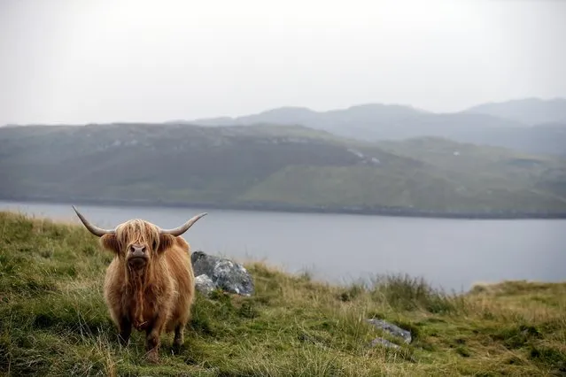 A Highland cow stands on a hillside on the Isle of Lewis in the Outer Hebrides September 13, 2014. (Photo by Cathal McNaughton/Reuters)