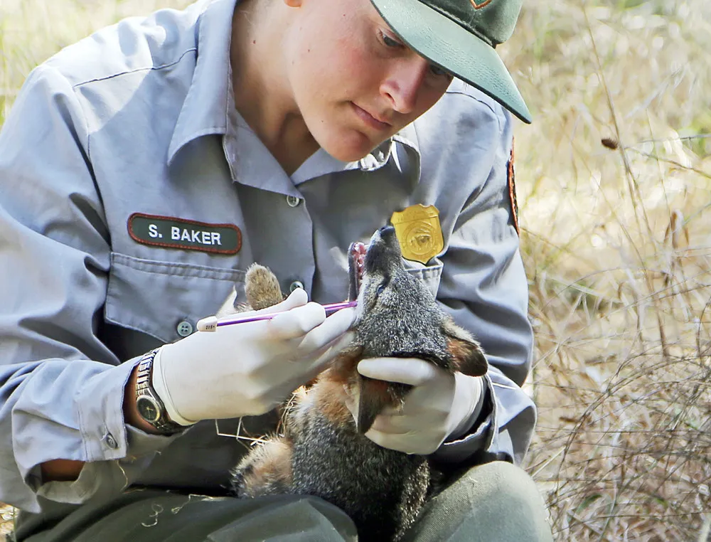California Island Foxes Removed from Endangered Species List