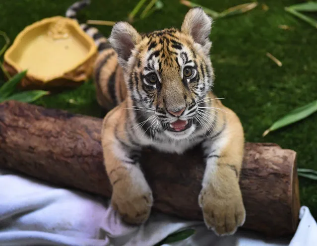 A young Bengal tiger cub smuggled into the US and seized at the Mexico border is displayed for the media during Operation Jungle Book at the US Fish and Wildlife Service in Torrance, California on October 20, 2017. Operation Jungle Book, a law enforcement initiative led by the US Fish and Wildlife Service that targeted wildlife smuggling, resulting in federal criminal charges against defendants who allegedly participated in the illegal importation and/ or transportation of numerous animal species – including a tiger, monitor lizards, cobras, Asian “lucky” fish, exotic songbirds and several coral species. (Photo by Mark Ralston/AFP Photo)