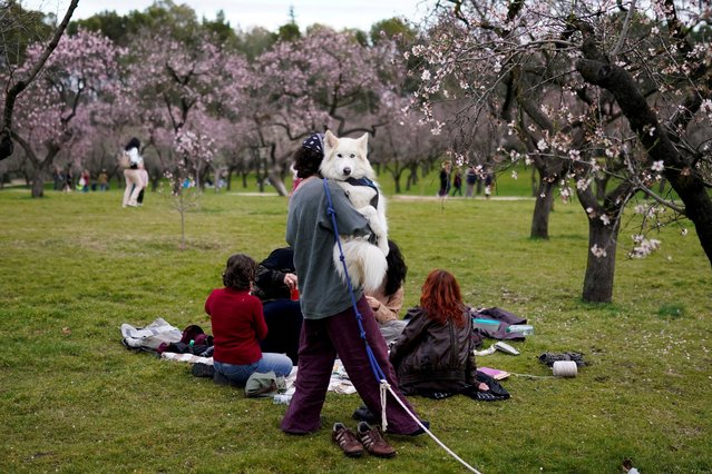 People spend time outside around blooming almond trees at Quinta de los Molinos park in Madrid, Spain, on February 16, 2025. (Photo by Ana Beltran/Reuters)