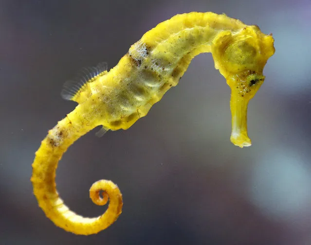A seahorse swims in an aquarium in the Zoo of Frankfurt, Germany, October 16, 2012. (Photo by Michael Probst/AP Photo)