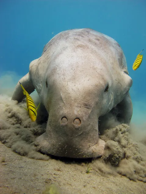 “Dugong feeding on seagrass”. A dugong (Dugong dugon, sirenian) feeding on a seagrass field and accompanied by juvenile pilot jacks. Photo location: Abu Dabbab, Marsa Alam, Egypt, Red Sea. (Photo and caption by Laura Dinraths/National Geographic Photo Contest)