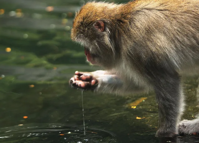 A snow monkey sits by the water on a hot afternoon at the Central Park Zoo on August 18, 2016 in New York City. According to the latest Nasa data, July 2016 was the hottest month in recorded history, beating the record set just 12 months before. (Photo by Spencer Platt/Getty Images)